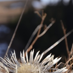 2016-12 France/Le Semnoz/DSC_0135.JPG